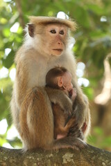 Toque macaque in the Wild, Sri Lanka 