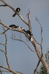 Sri Lankan Birds Of in Yala National Park, Sri Lanka 