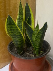 horse,animals,tiger,food,flowers