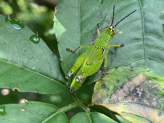 nature,insects,cutterpiller,moth,animals,foods