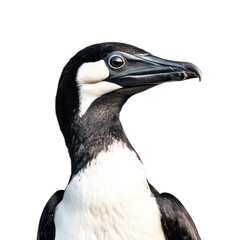 Naklejka premium Close-Up of a Black and White Bird with Detailed Feathers
