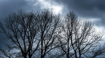 Fototapeta premium Silhouetted Trees Against Stormy Sky