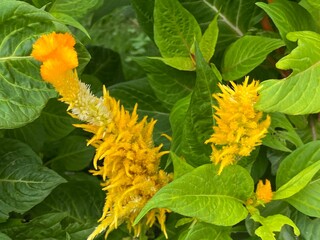 horse,animals,tiger,food,flowers