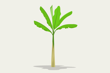 Fototapeta premium Green banana tree single vector