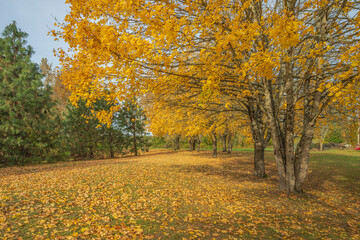 Golden Autumn in a park Troutdale Oregon.