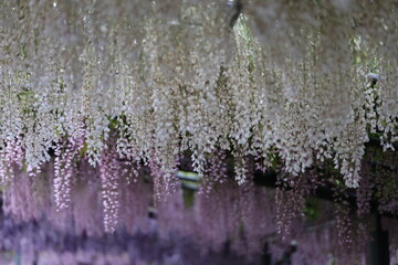 藤の花