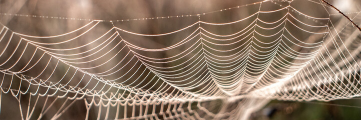 Sunlight illuminating spider web at sunrise. Close up pattern of spider web in field. View of web...