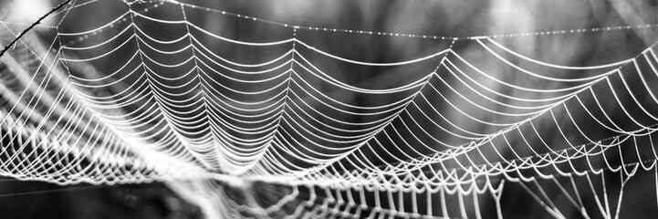 Sunlight illuminating spider web at sunrise. Close up pattern of spider web in field. View of web...