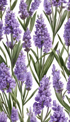 Fototapeta premium Seamless pattern of lavender flowers with green leaves on a white background.