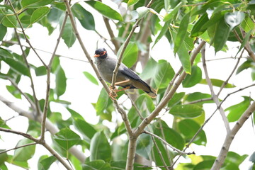 Indian Myna Birds on the tree branch. Its other names Common myna and mynah. This is  a bird of the starling family Sturnidae. This is a group of passerine birds which are especially India. 