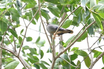 Indian Myna Birds on the tree branch. Its other names Common myna and mynah. This is  a bird of the starling family Sturnidae. This is a group of passerine birds which are especially India. 