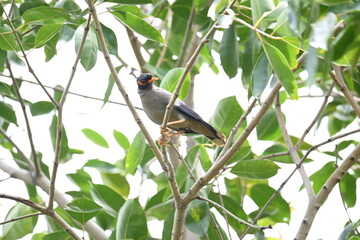 Indian Myna Birds on the tree branch. Its other names Common myna and mynah. This is  a bird of the starling family Sturnidae. This is a group of passerine birds which are especially India. 