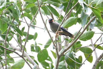 Obraz premium Indian Myna Birds on the tree branch. Its other names Common myna and mynah. This is a bird of the starling family Sturnidae. This is a group of passerine birds which are especially India. 