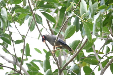 Indian Myna Birds on the tree branch. Its other names Common myna and mynah. This is  a bird of the starling family Sturnidae. This is a group of passerine birds which are especially India. 