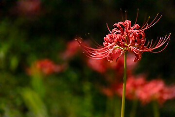 red and yellow flower