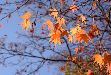 November tree branches with maple leaf on blurred background