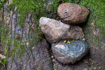 three granite rocks on tree trunk