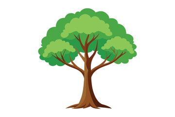 Obraz premium beech tree vector illustration with white background