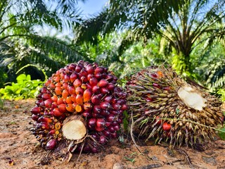 oil palm fruit after Harvest