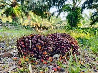 oil palm fruit after Harvest