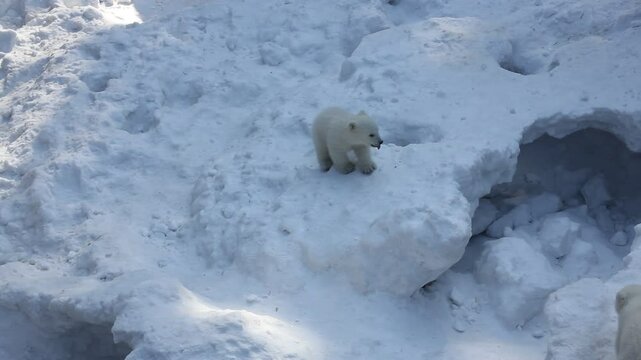 Polar bear with cubs on snow. Polar bear mom with twins.	
