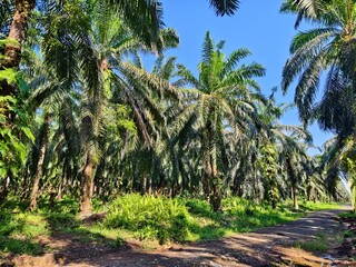 Obraz premium palm trees on the beach