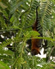Obraz premium A Picture of The Indian flying fox (Pteropus medius, formerly Pteropus giganteus) hanging in a tree