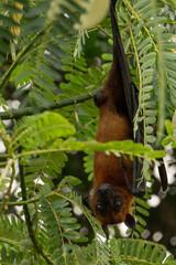 Obraz premium A Picture of The Indian flying fox (Pteropus medius, formerly Pteropus giganteus) hanging in a tree
