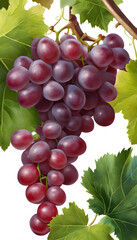 Fototapeta premium A bunch of ripe red grapes hanging from a vine with green leaves.