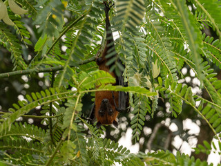 A Picture of The Indian flying fox (Pteropus medius, formerly Pteropus giganteus) hanging in a tree