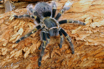 Chaco Golden Knee Tarantula (Grammostola aureostrista).
