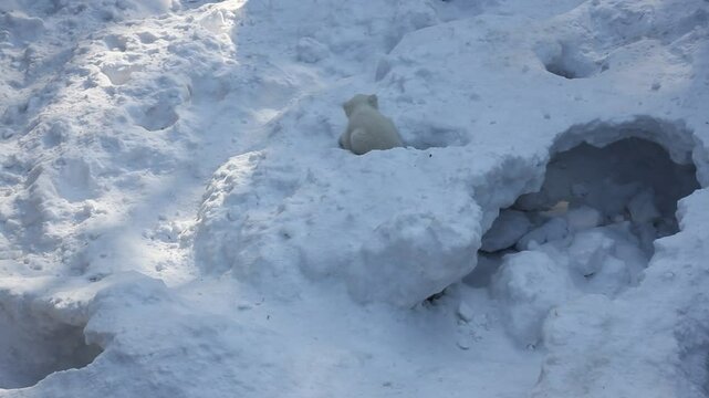 Polar bear with cubs on snow. Polar bear mom with twins.	
