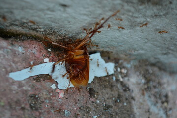 dead cockroach on the ground