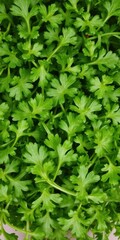 Top view of vibrant green arugula leaves, fresh