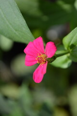 Beautiful zinnia flower