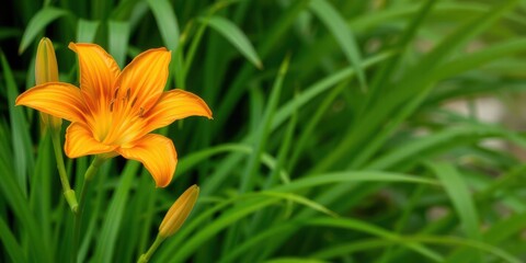 Obraz premium Vibrant orange lily with delicate petals standing out against lush green foliage, botany