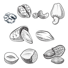 Almons Types of nuts that grow abundantly in tropical areas