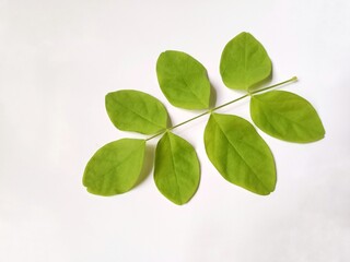 Obraz premium Fresh Green Leaves of butterfly peaflower on a White Background