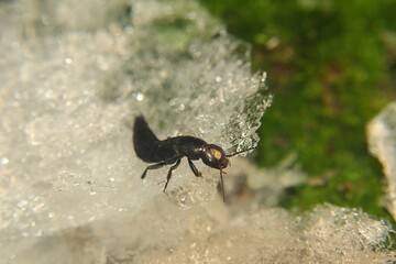 Beetle emerges from hibernation in early spring when the snow and ice melts. Devil's coach-horse beetle (Ocypus olens), Hornet rove beetle (Velleius dilatatus) | Insects, Insect returns from the dead

