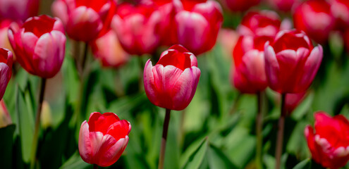 Fototapeta premium Blossom spring. Bunch of tulips. Close up spring flowers. Amazing tulips blooming in garden. Tulip flower plants landscape. Spring blossom background.