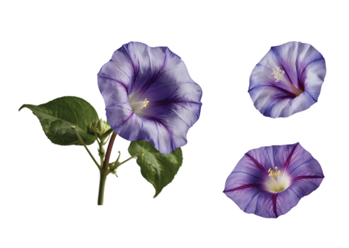 A delicate violet morning glory flower.  Cut out.