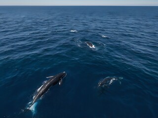 Fototapeta premium Three Dolphins Swimming in the Open Ocean