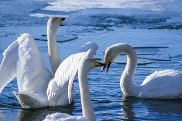 白鳥のいる風景