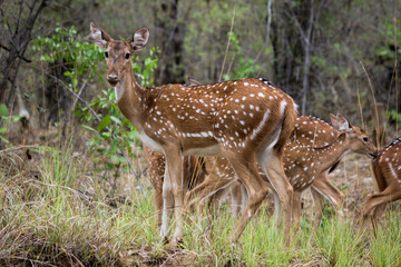 spotted deer in grass