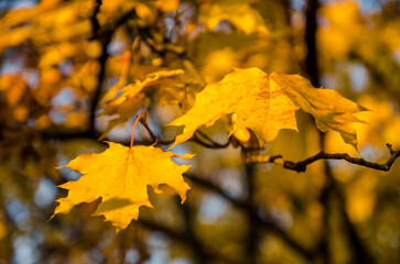 Autumn in the park. Selective focus.