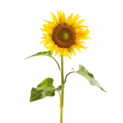 Obraz premium A blooming sunflower with a tall green stem, isolated on white background 