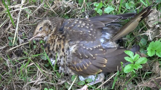 Carrion beetles Nicrophorus vespilloides scavenge the body of a dead thrush

