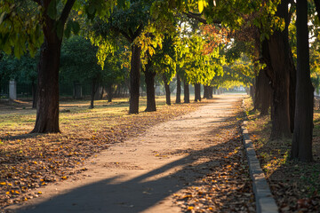 A serene morning walk on a leaf-strewn path in a tranquil park with golden sunlight