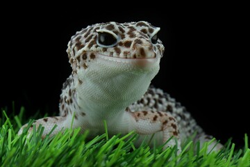 potrait close-up cute leopard gecko on black background