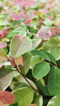 Breynia Nivosa with beautiful combination of leaf colors. Consisting of combination of green, white and pink. breynia pink snow bush plant.